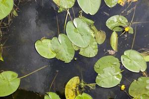 lake with growing water lilies photo