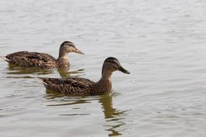 wild waterfowl ducks in nature, ducks in their natural habitat photo