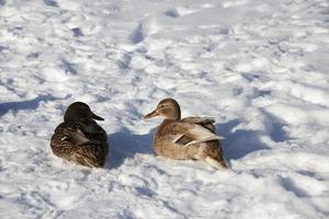 two ducks wintering in Europe, the winter season with a lot of snow photo