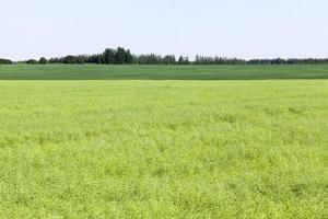 campo agrícola con colza marchita foto