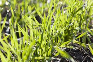 green grass, close up photo