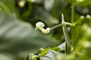 a bean blooming during growth photo