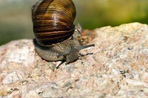 grape snail crawling on its territory photo