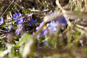 las primeras flores que crecen en los bosques foto