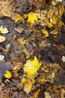 fallen to the ground foliage of deciduous trees photo