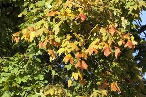 red maple foliage photo