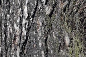 the bark of a tree with the features of its structure photo