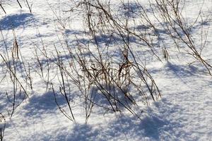 snowfall in winter and white fluffy cold snow and grass photo