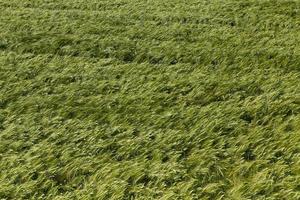rye field with green unripe rye spikelets photo