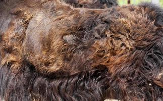 molting and change of wool photo