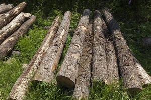 troncos de pino durante la preparación de la madera foto