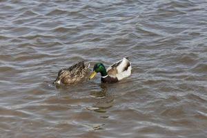 patos de aves acuáticas en primavera o verano, aves silvestres de aves acuáticas foto