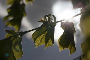 deciduous trees, close up photo