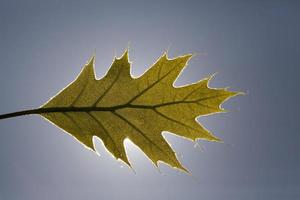 una hoja entera de roble foto