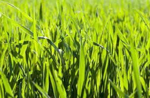 sprouts of cereals photo