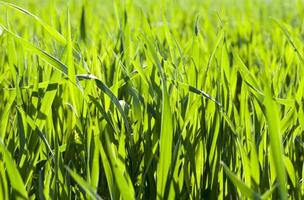 sprouts of cereals photo