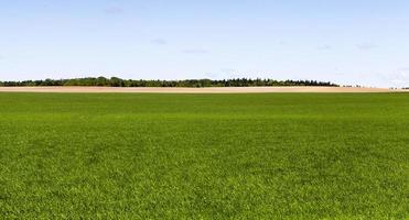 green cereals and forest photo