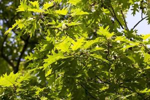 oak foliage in spring photo