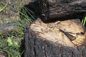 pine tree after it burned photo