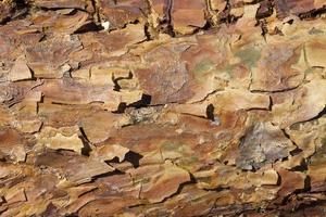 trunk and bark photo