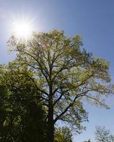 fresh oak foliage photo