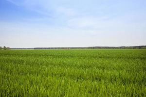 paisaje de primavera, campo foto