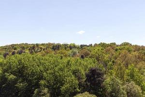 mixed forest and sky photo