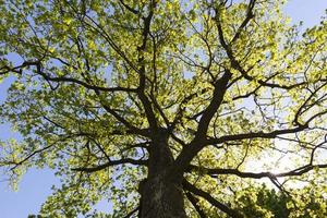 fresh oak, close up photo