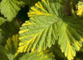leaf of raspberry photo