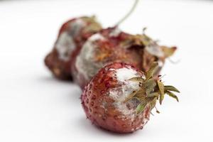 moldy rotting red strawberries close up photo