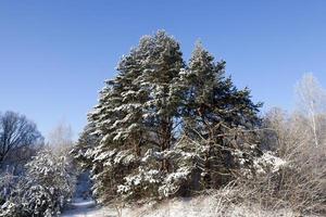 Winter time, tree photo