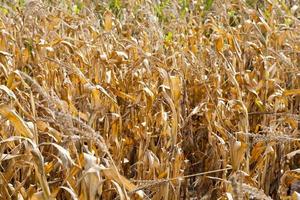 maíz en un campo agrícola foto