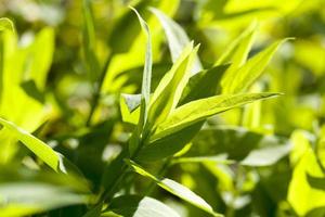 sunlit green young foliage photo