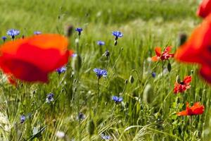 blue cornflowers in the summer photo