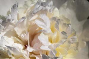 white peonies blooming in the summer photo