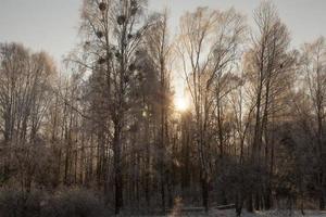 Winter time, forest photo