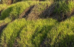 agriculture in autumn photo