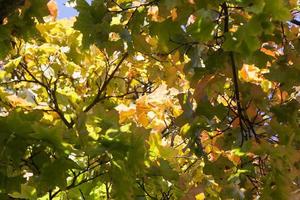 autumn oak, close up photo
