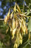 ash seeds, close up photo
