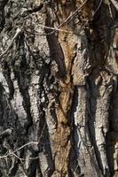 tree trunk, close up photo