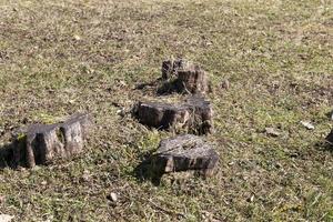 tree trunks, close up photo