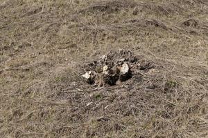 tree trunks, close up photo