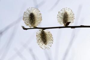 three flowers, close up photo