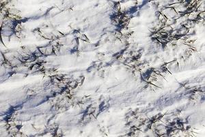 hierba seca en el campo cubierto de nieve foto