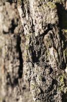 Tree bark, close up photo