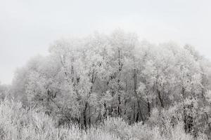 Trees in the frost photo