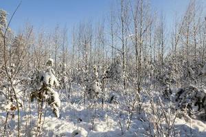A young forest, in winter photo