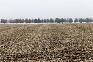 Cut the stalks of corn in the autumn photo