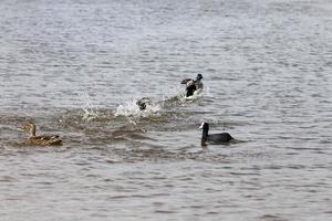 wild ducks in spring or summer photo