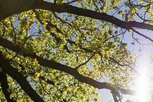 árbol alto con follaje foto